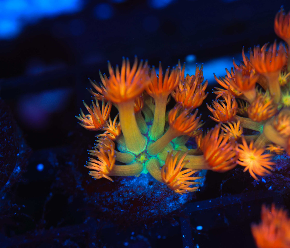 Key Lime Goniopora WYSIWYG — exact coral 746GONI