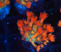 Key Lime Goniopora WYSIWYG — exact coral 747GONI