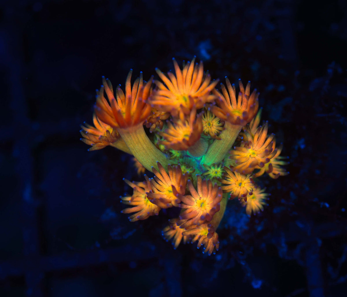 Key Lime Goniopora WYSIWYG — exact coral 748GONI