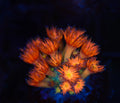 Key Lime Goniopora WYSIWYG — exact coral 749GONI