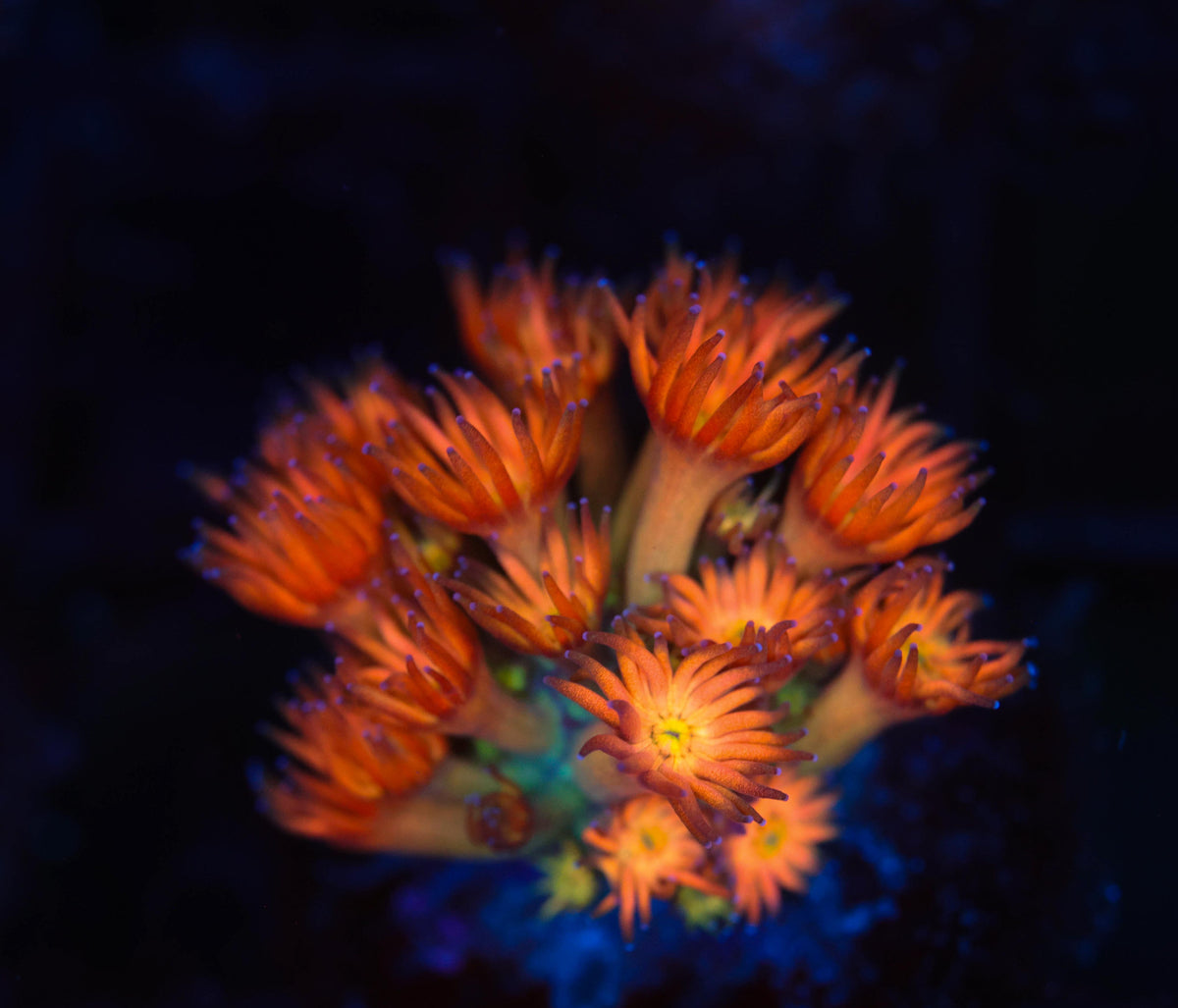 Key Lime Goniopora WYSIWYG — exact coral 749GONI