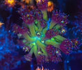 ULTRA Green Purple Goniopora WYSIWYG — exact coral 750GONI