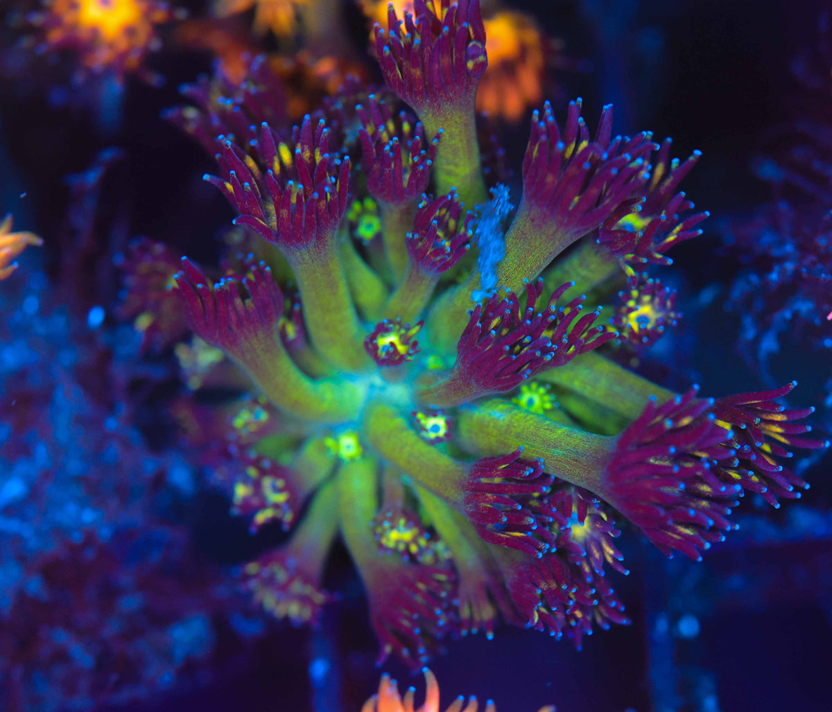 ULTRA Green Purple Goniopora WYSIWYG — exact coral 750GONI