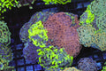 Large Hammer Garden Colony — exact WYSIWYG specimen