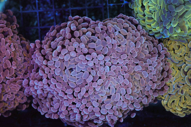Large Purple Hammer Colony — exact WYSIWYG specimen