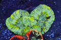 Green Trachyphyllia — exact WYSIWYG specimen