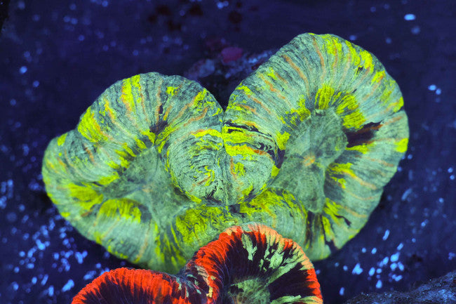 Green Trachyphyllia — exact WYSIWYG specimen