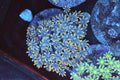 Yellow Tip Clove Colony — exact WYSIWYG specimen