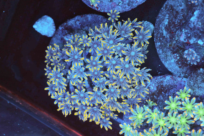 Yellow Tip Clove Colony — exact WYSIWYG specimen