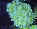 Duncan Colony — exact WYSIWYG specimen