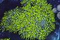 Neon Green Star Polyp Colony — exact WYSIWYG specimen