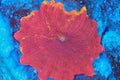 Sunstruck Jawbreaker — exact WYSIWYG specimen