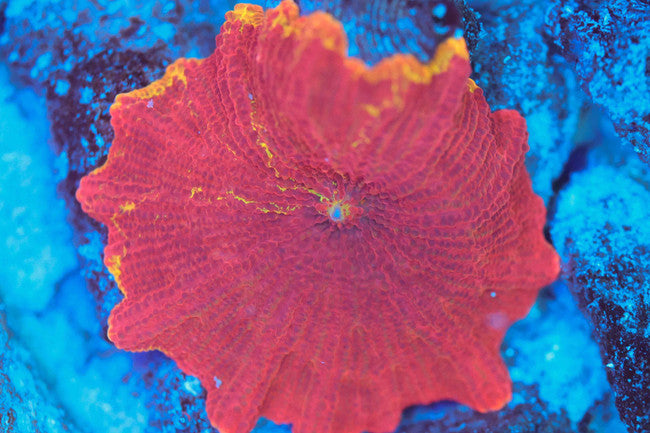 Sunstruck Jawbreaker — exact WYSIWYG specimen