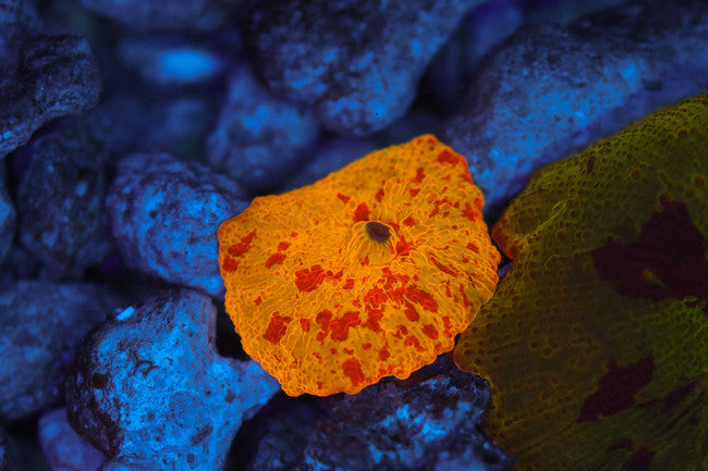 Magma Jawbreaker — exact WYSIWYG specimen