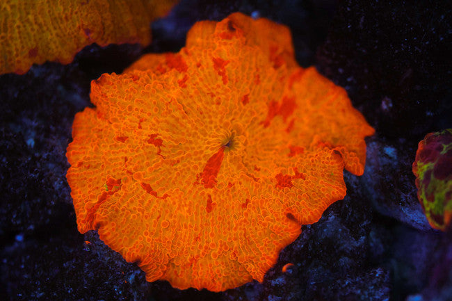 Large Magma Jawbreaker — exact WYSIWYG specimen