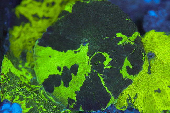 Kryptonite Jawbreaker Disco Mushroom — exact WYSIWYG specimen