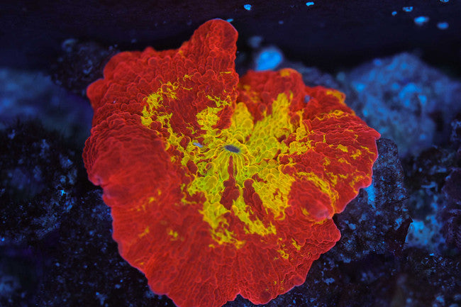 ULTRA Jawbreaker Disco Mushroom — exact WYSIWYG specimen