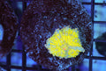 Lightning Ricordea Mushroom — exact WYSIWYG specimen
