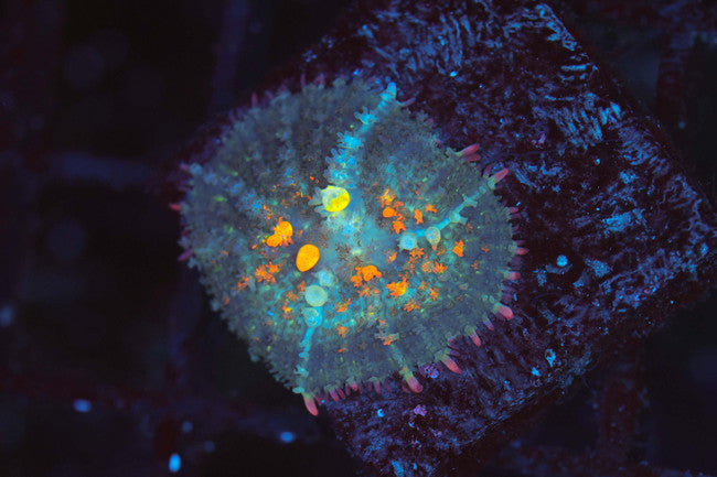 OG Bounce Mushroom — exact WYSIWYG specimen