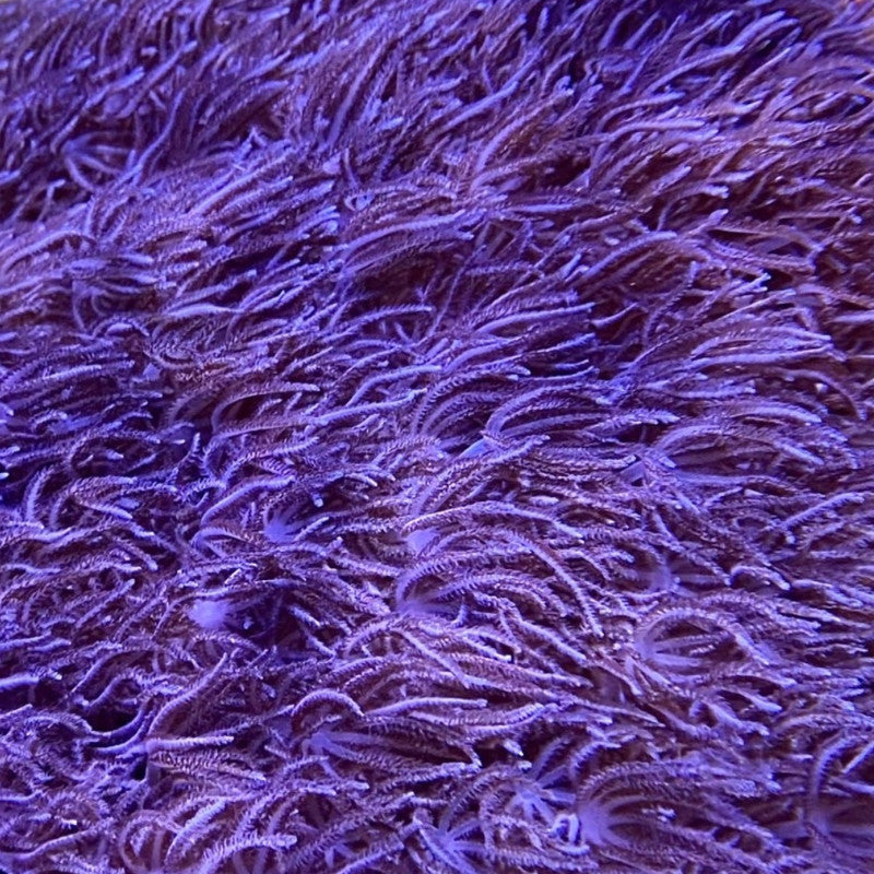 Blue Xenia Coral – Small – Live Soft Coral